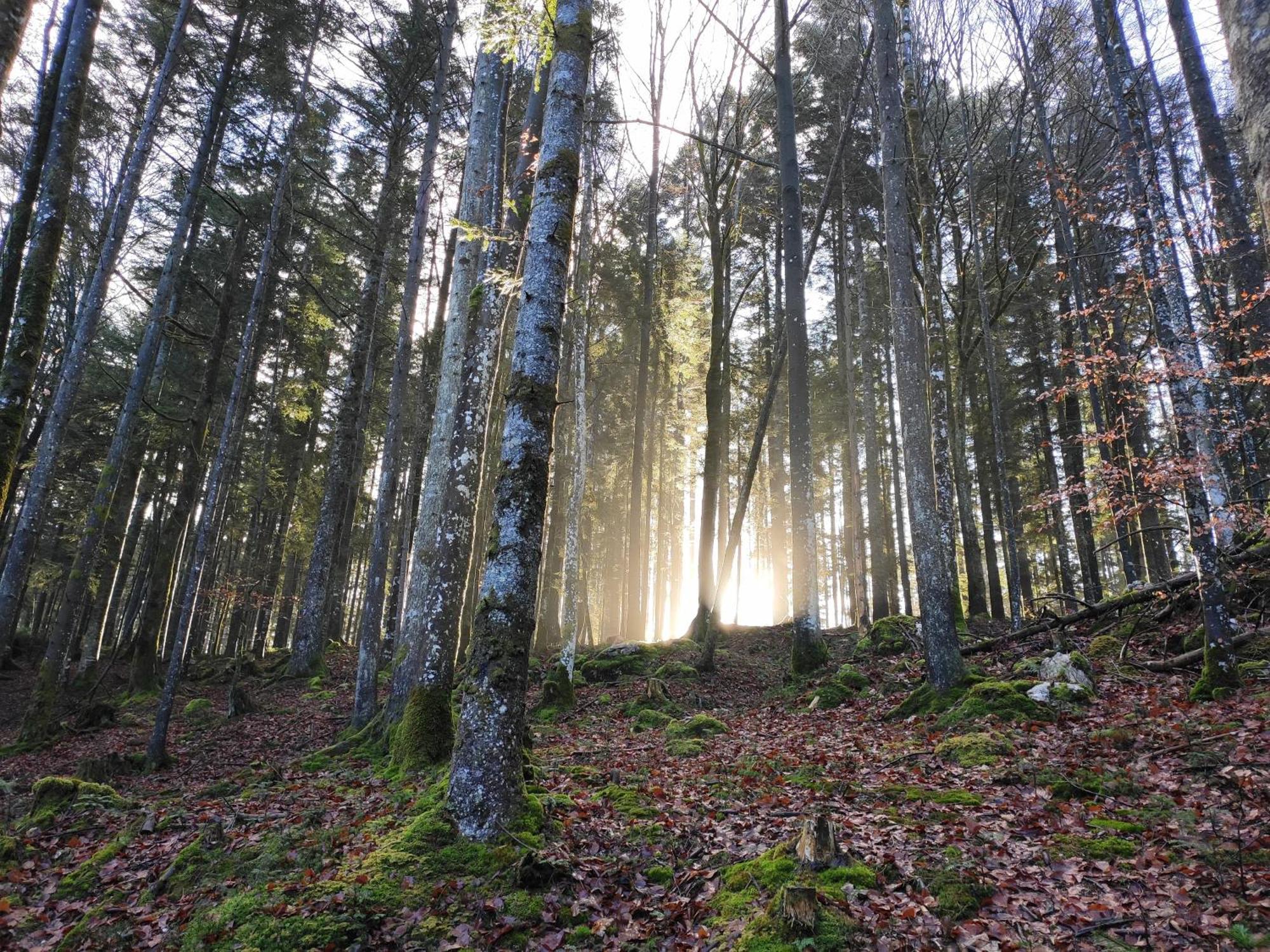 Naturresort Fischergut - Lodge Wolfgangthal Sankt Wolfgang im Salzkammergut Ngoại thất bức ảnh